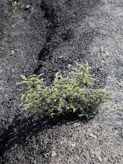 Plant