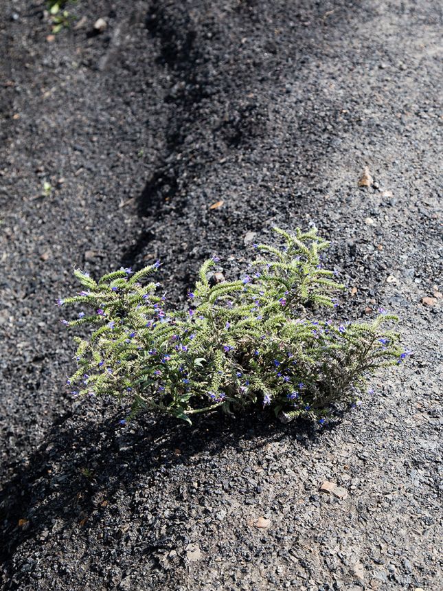 Plant