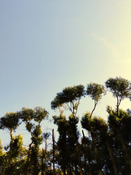 Trees
