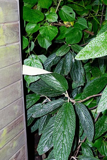 Plants