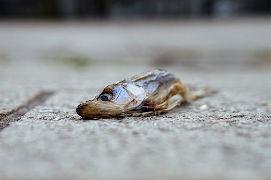 Dead Fish