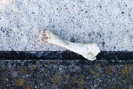 Bone