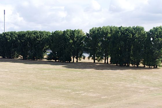 Parched Meadow