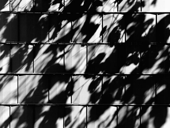 Late Summer Shadows