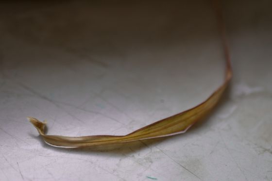 Withered Leaf