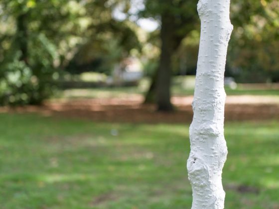 White Tree
